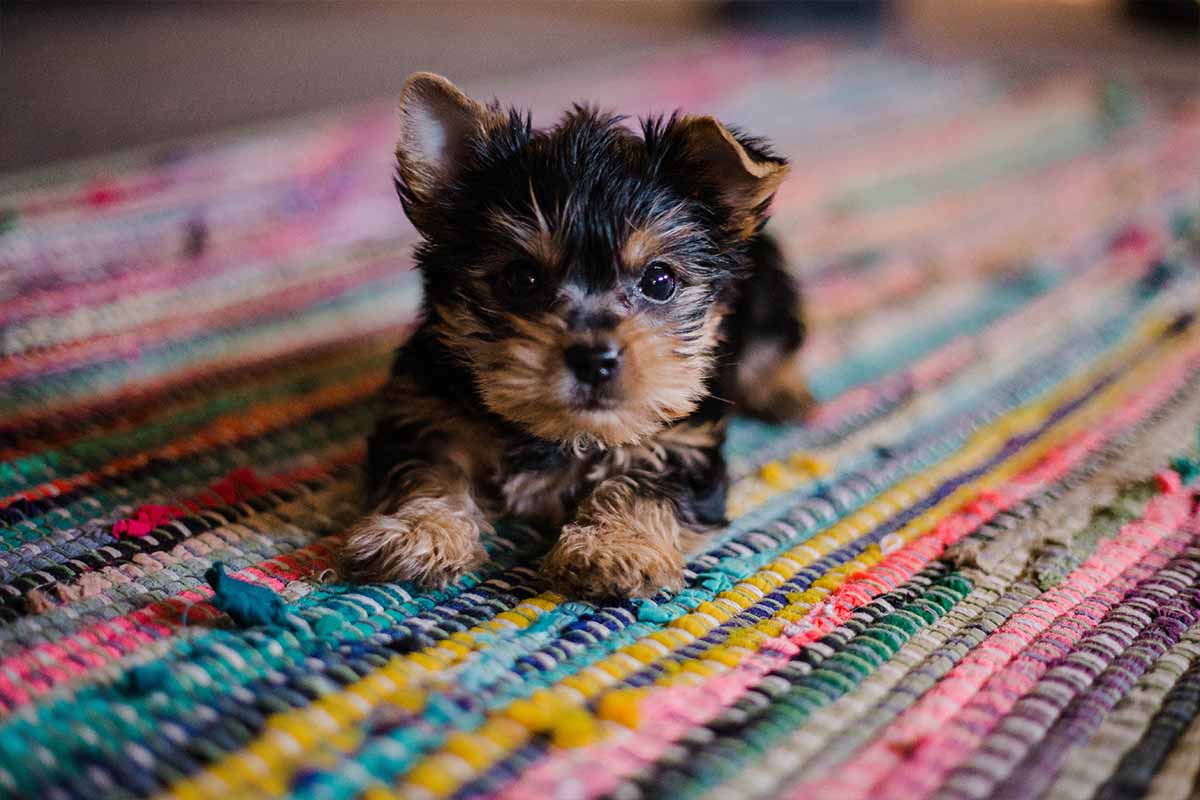 Yorkie puppy hot sale supplies