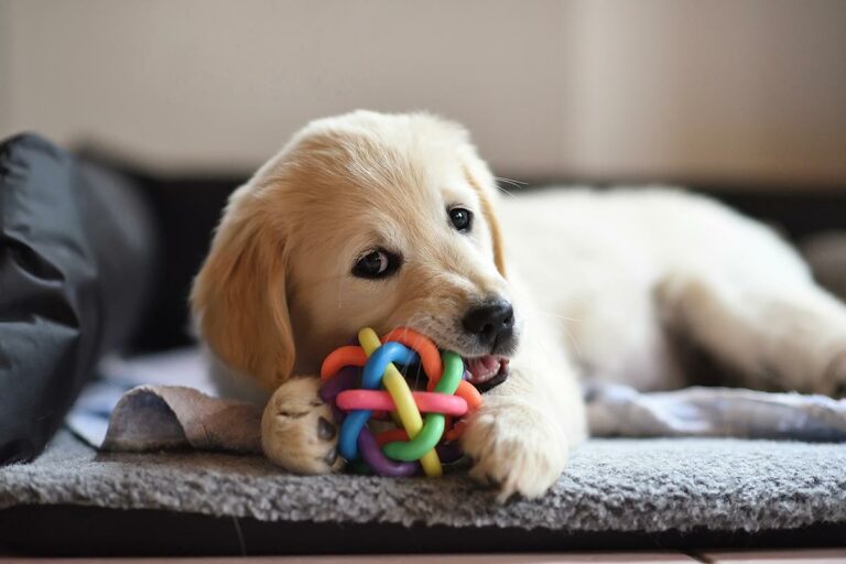 Toys for Your New Puppy