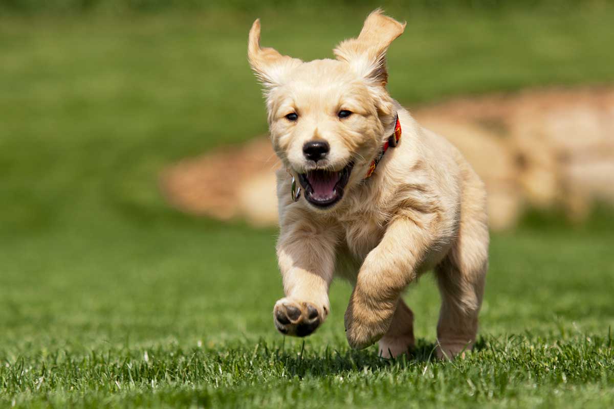 Board and Train Puppy Program in Houston