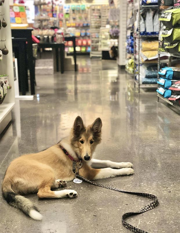 Puppy in store