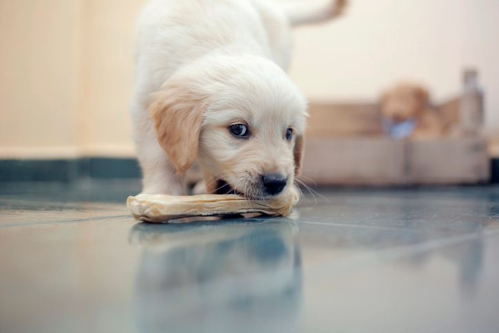 Puppy feeding