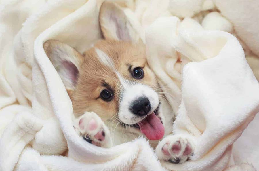 Pup wrapped in blanket