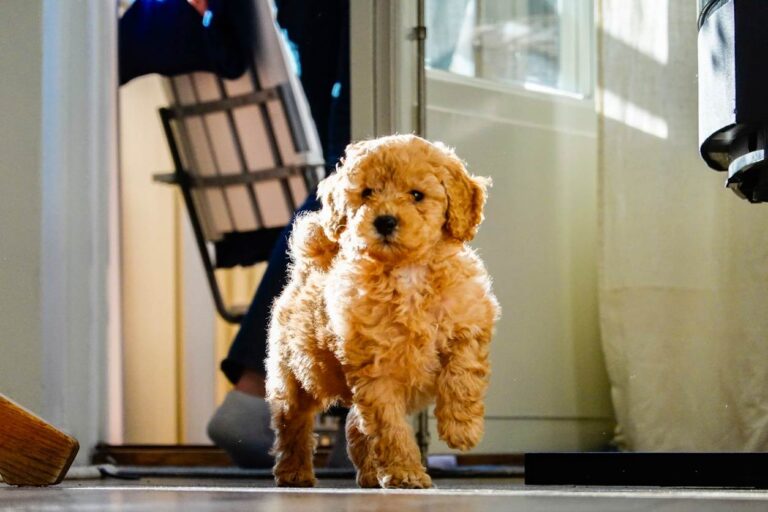 Puppy in house