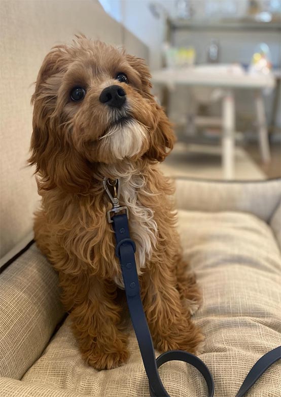 Puppy on couch