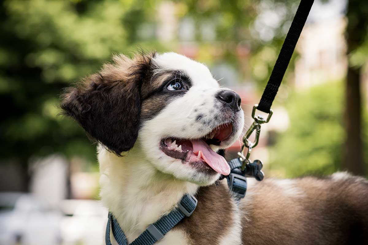 Puppy Training Program in Houston