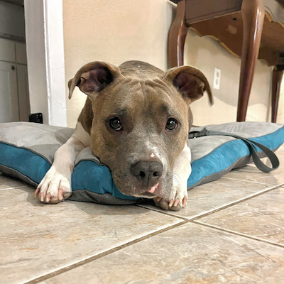 Staffordshire Terrier dog looking cute on her bed on the floor at home