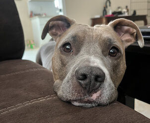 Staffordshire terrier with head propped up on couch cute