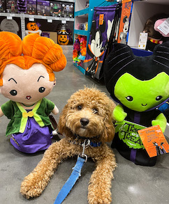 Doodle in dog-friendly store obedience training