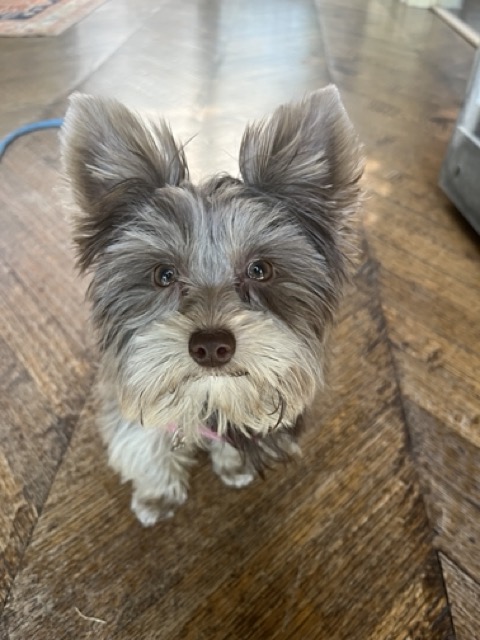 Yorkie puppy - monitor using a tether