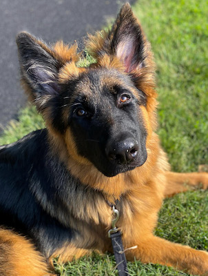 German Shepherd puppy in a down stay on grass looking up