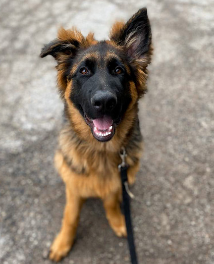 german shepherd puppy leash walking smiling looking happy from above