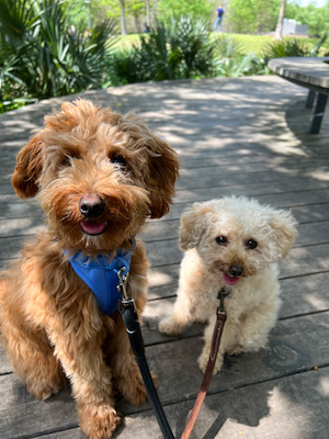 Two small dogs sitting next to each other cute outside at the park