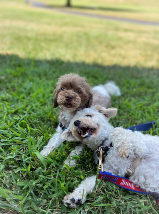 Two puppies playing together looking happy outside in the grass