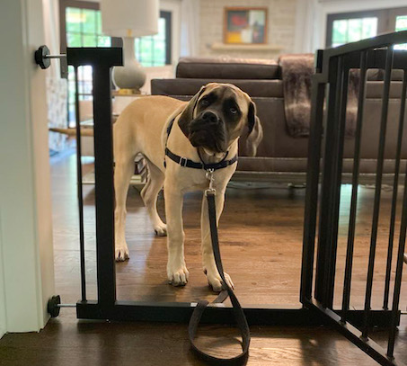 Mastiff puppy at baby gate in the home