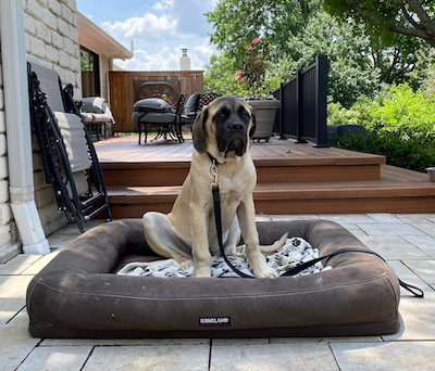 Mastiff puppy on his bed on the front patio obedience outside