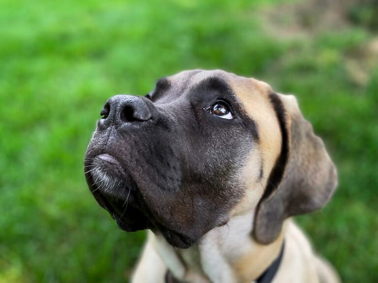 Mastiff puppy in the grass looking up to the side puppy training