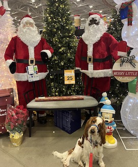 Dog sit stay in front of santas in dog friendly store