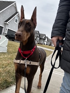 Training a dog to walk on a leash