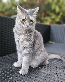 Turkish Angora grey cat sitting on bench outside