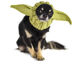 dog in star wars yoda halloween costume