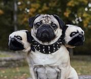 three headed pug dog costume