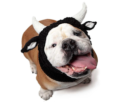 Bulldog in bull halloween dog costume