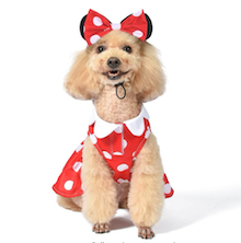 Doodle in halloween dog costume minnie mouse