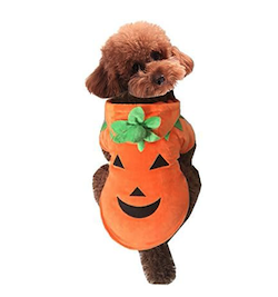 pumpkin dog halloween costumeq