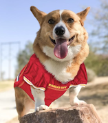 corgi in kansas city chiefs jersey