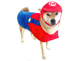 Shiba inu in mario dog halloween costume