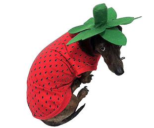 Dog in a strawberry halloween costume