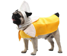 Pug in a banana halloween costume
