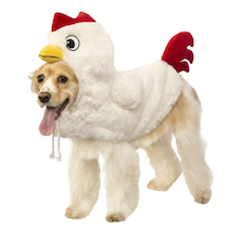 Dog in a chicken halloween costume