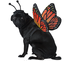 butterfly pug dog halloween costume