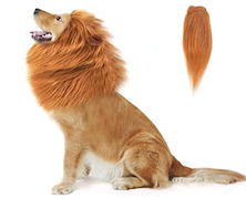 Golden retriever in a lion halloween costume