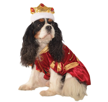 Spaniel in halloween king dog costume