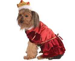 Dog in queen halloween costume