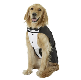 Dog in tuxedo halloween costume