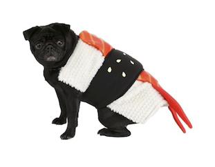 Pug in a sushi halloween costume