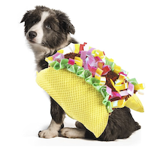 Aussie in a dog taco halloween costume