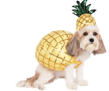 Dog in pineapple halloween dog costume
