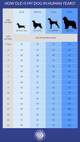 AKC dog age chart
