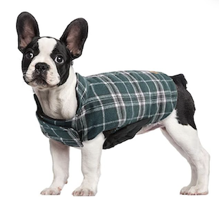 Boston terrier in plaid coat amazon