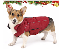 Corgi in red jacket for dogs from Amazon