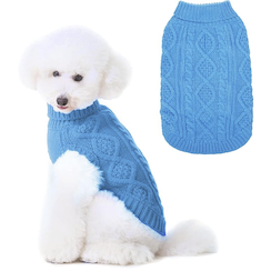 White toy poodle in blue amazon sweater