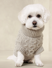 White dog in wool sweater banana republic