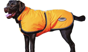 Labrador retriever in orange Amazon jacket for dogs