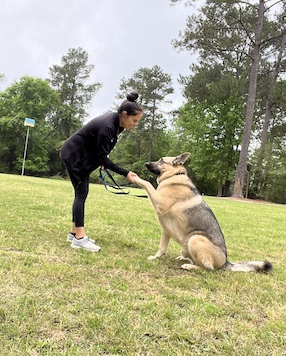 Shake with dog trainer and german shepherd