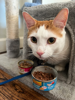 cat eating friskies cat food on cat tree