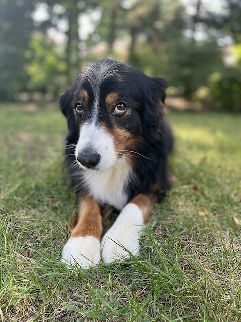 Shy expression from a dog